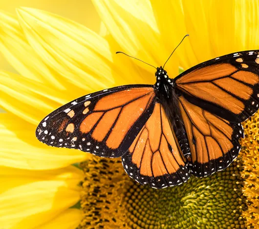 Monarch butterfly on top of sunflower