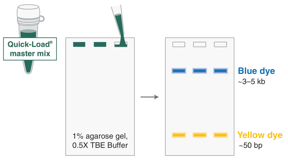 Green visible tracking dye with Quick-Load® separates to blue ~ 3-5 kb and yellow ~ 50 bp