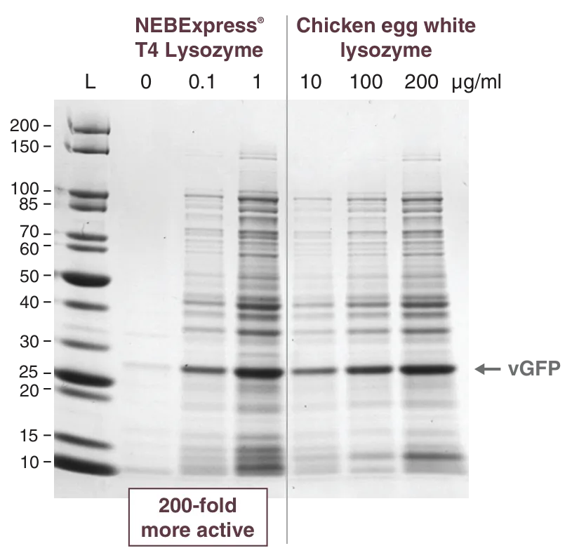 Gel comparing activity of NEBExpress T4 Lysozyme to chicken egg white lysozyme