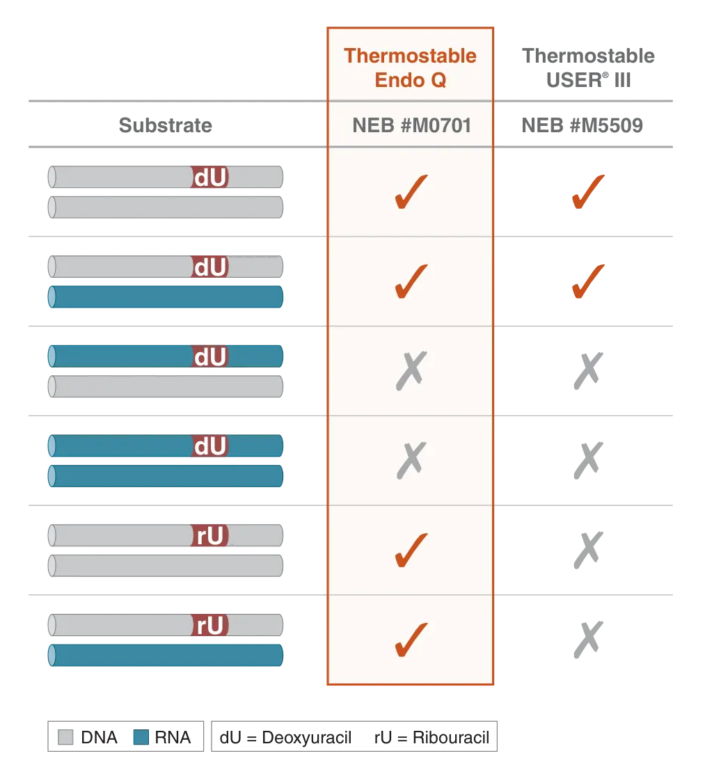 Comparison of substrates for Thermostable Endo Q as compared to Thermostable USER® III