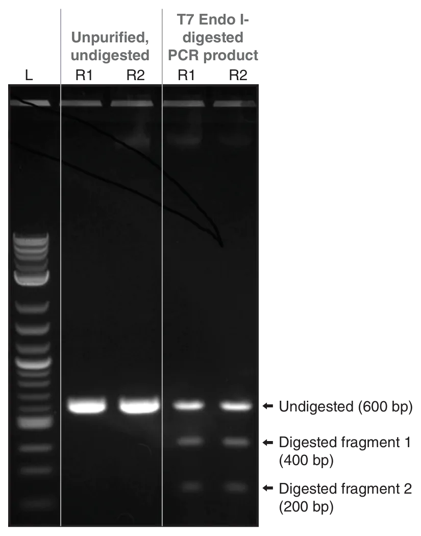 Gel depicting a control reaction for the EnGen Mutation Detection Kit, comparing unpurified, undigested to T7 Endonuclease I-digested PCR product