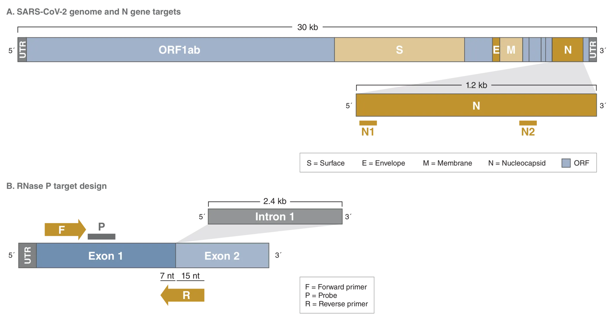 Diagram of multiplex targets on gene for the Luna SARS-CoV-2 RT-qPCR Multiplex Assay Kit 