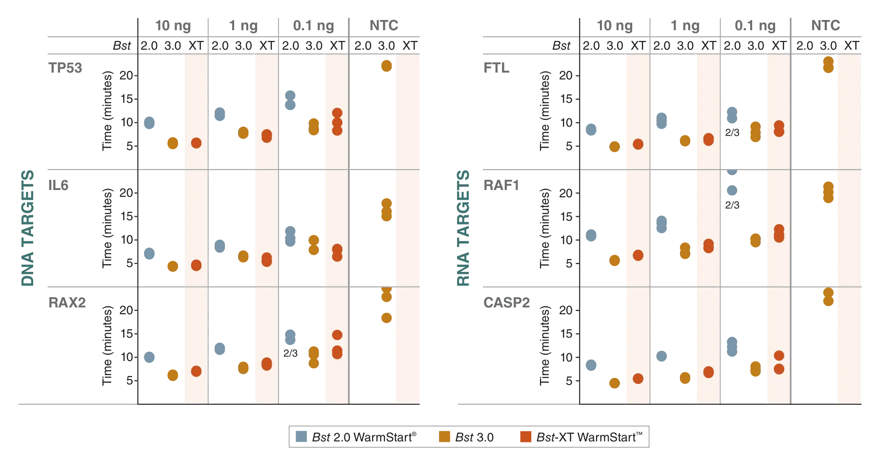 Bst-XT WarmStart™ DNA Polymerase | NEB