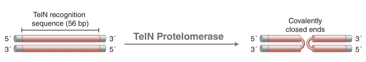 Mechanism of TelN Protelomerase, which forms covalently closed ends