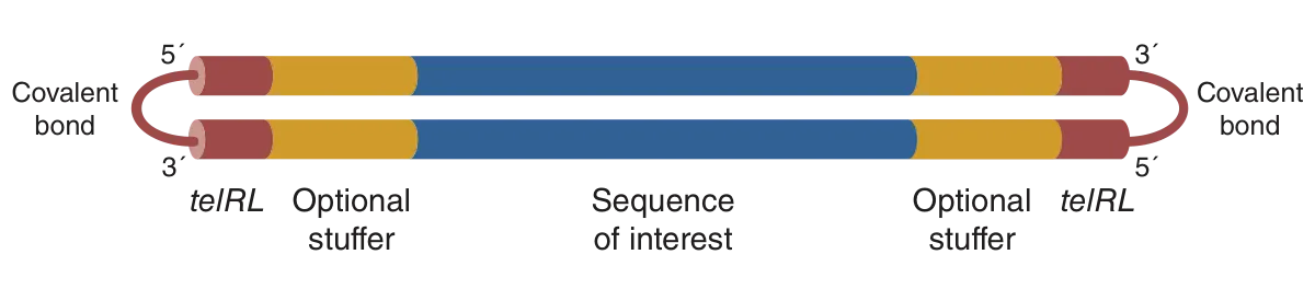 Diagram of dbDNA structure