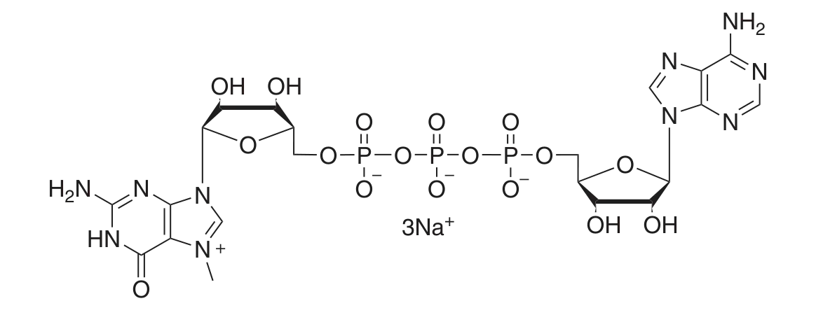Structure of m7G(5')ppp(5')A RNA Cap Structure Analog
