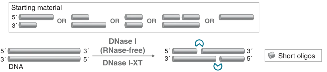 Mechanism of DNase I and DNase I-XT