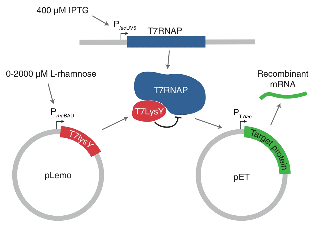 Graphic showing tuning protein expression in Lemo21(DE3)