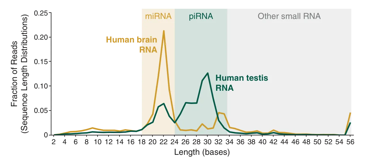 Line graph depicting representation of miRNAs and piRNAs in brain and testis