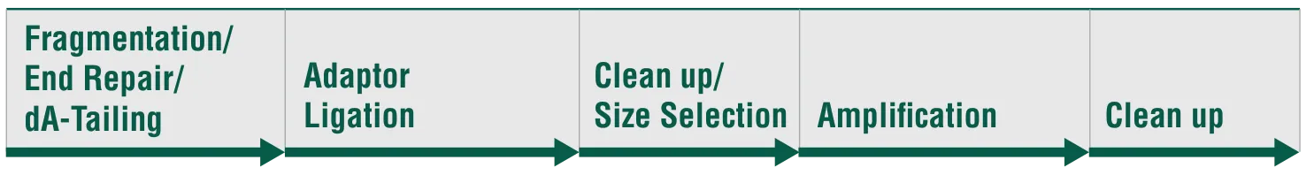 NEBNext Ultra II FS DNA Library Prep workflow