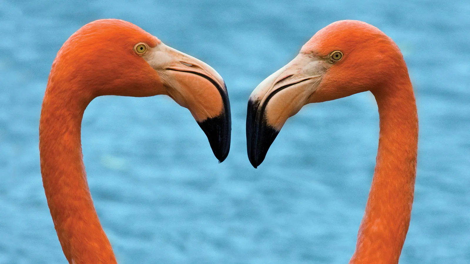 Two flamingos facing each other, with water in the background
