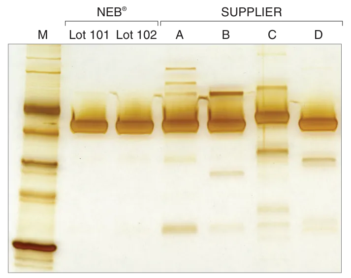 Gel comparing quality of NEB lots of T4 DNA Ligase with Supplier A, B, C and D