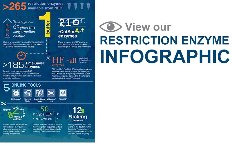 Restriction enzyme infographic 