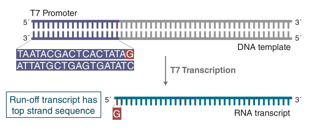 T7 transcription from DNA template to RNA transcript