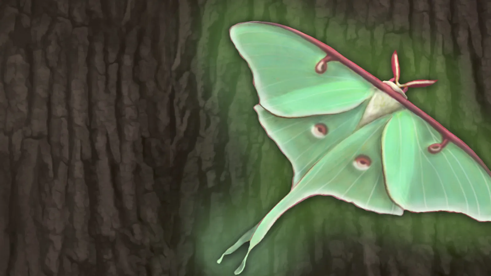 Luna moth on bark background
