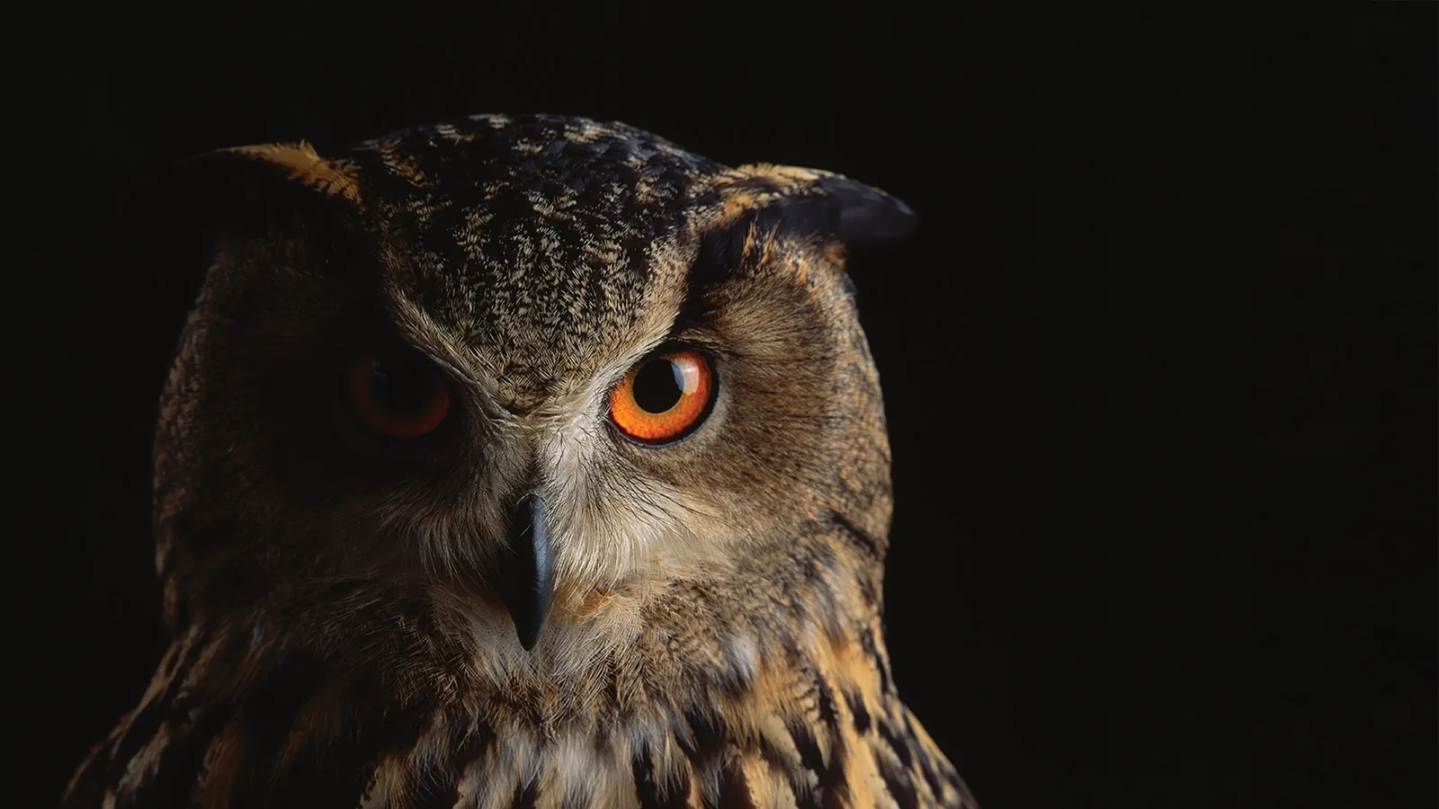 Owl on dark background