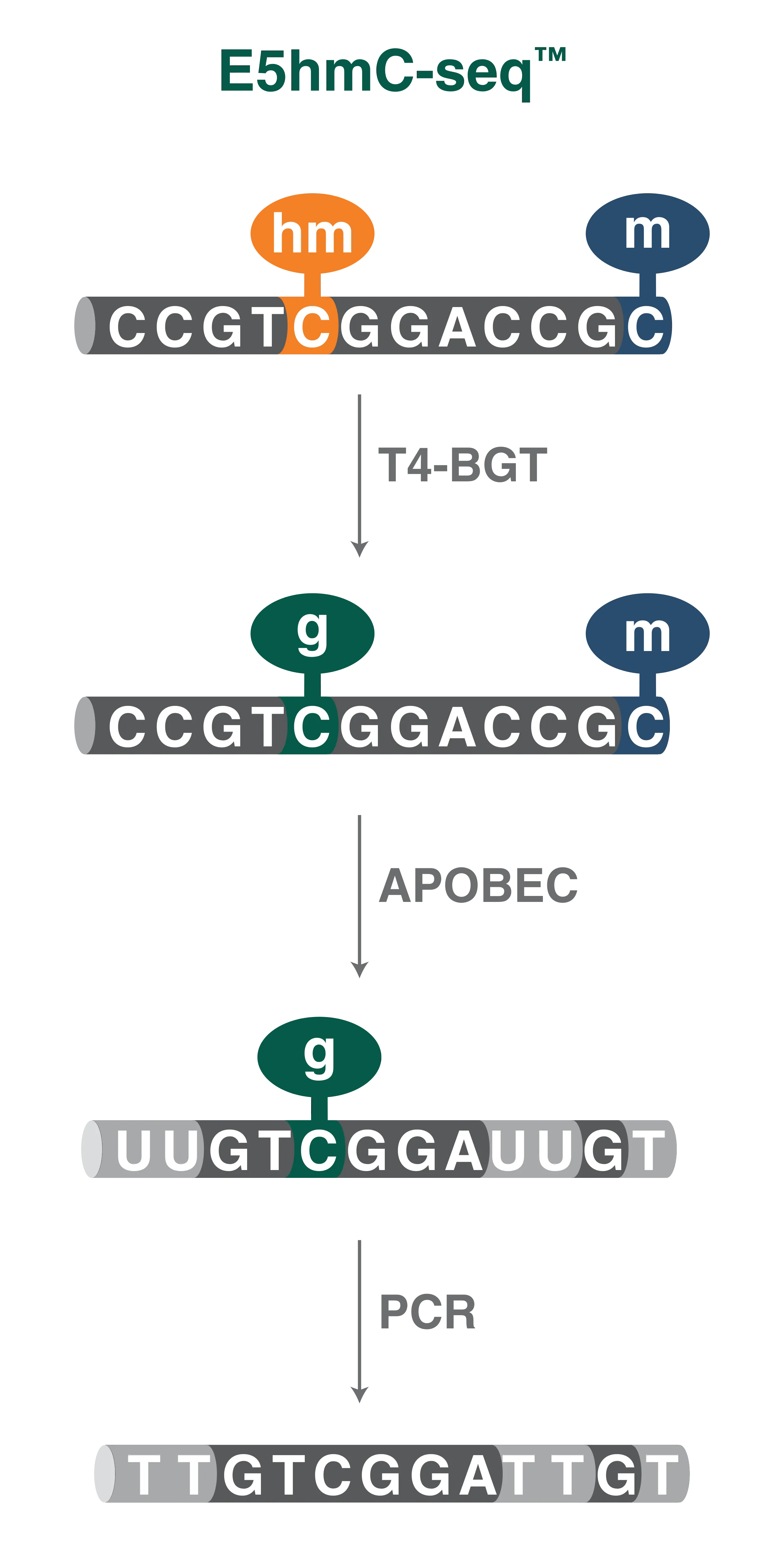 E5hmCseq™ workflow