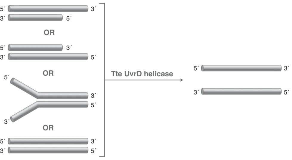 Diagram of mechanism