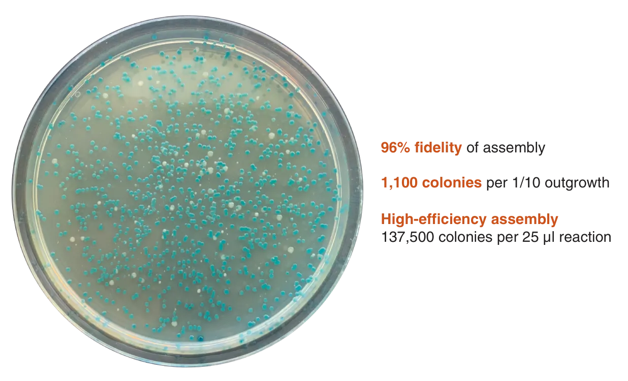 Plate showing colonies with 96% fidelity