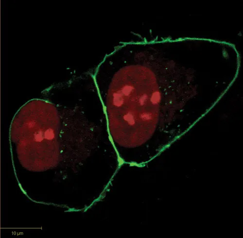 Simultaneous labeling of live HEK293