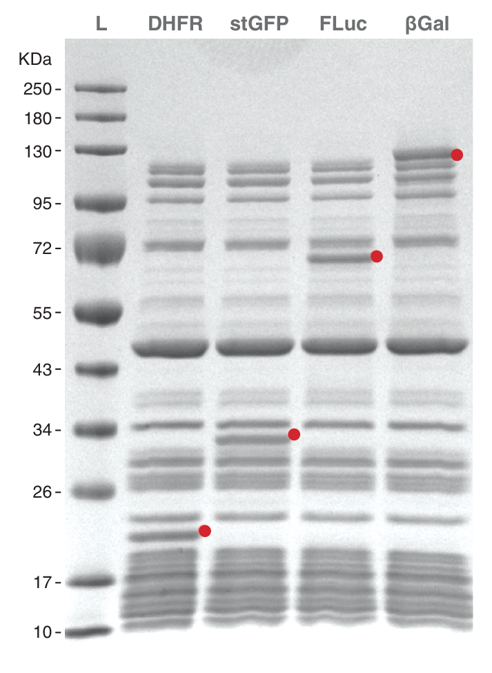 SDS-PAGE indicating cell-free protein synthesis Synthesis of targets of different sizes and lengths