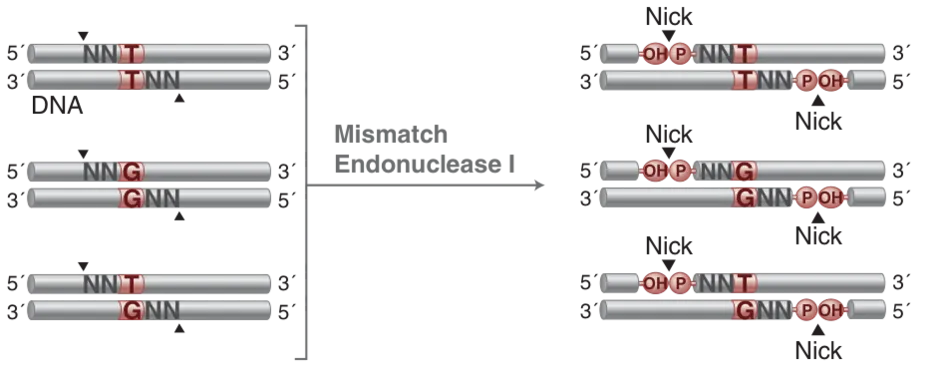 Diagram of mechanism