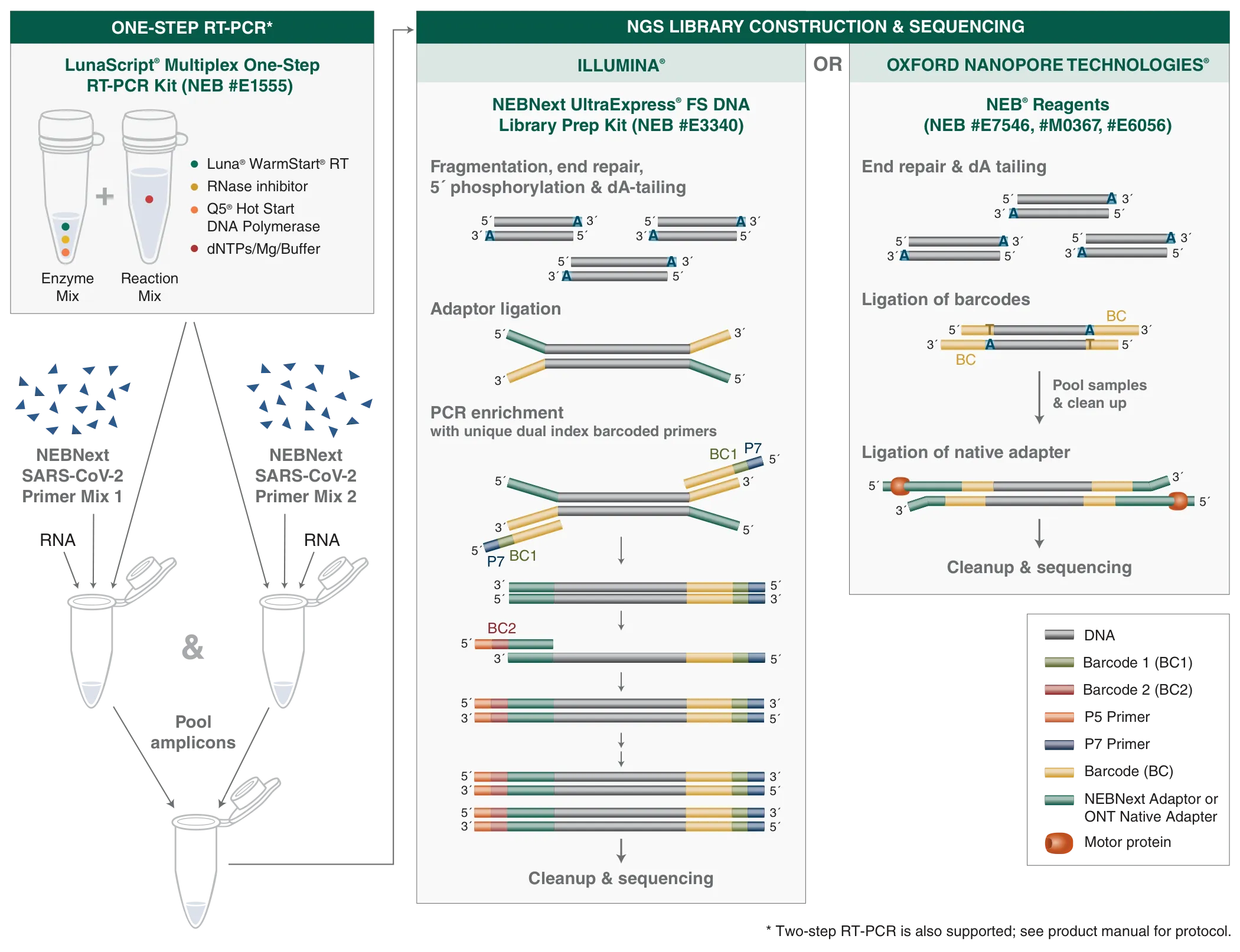 NEBNext SARS-CoV-2 primer workflow for one-step RT-PCR and NGS library construction & sequencing