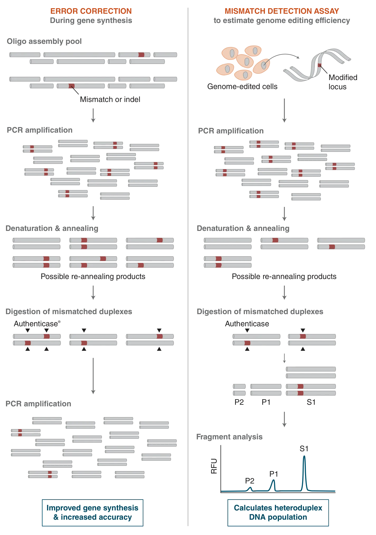 Mechanisms of Authenticase applications: error correction during gene synthesis and mismatch detection assay to estimate genome editing efficacy