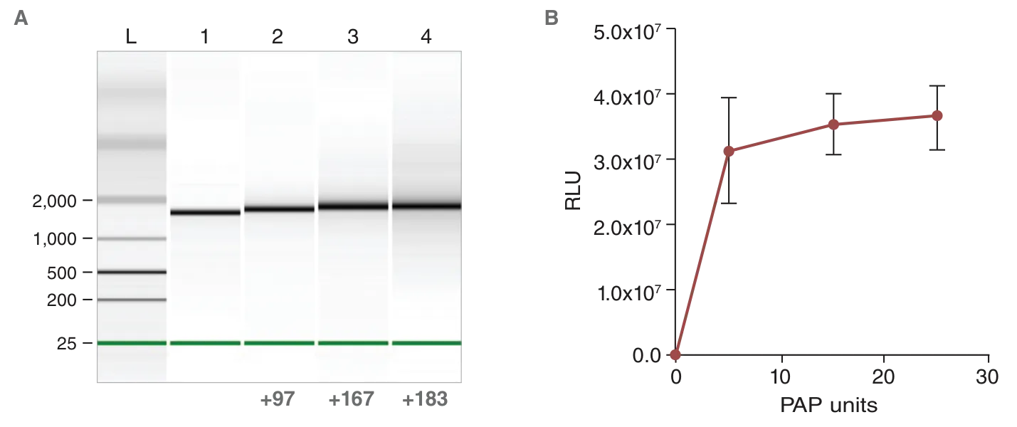 Gel and line graph depicting analysis of capped and polyadenylated RNA