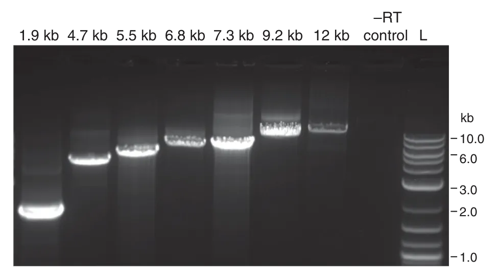 Gel showing performance of ProtoScript® II Reverse Transcriptase on longer templates