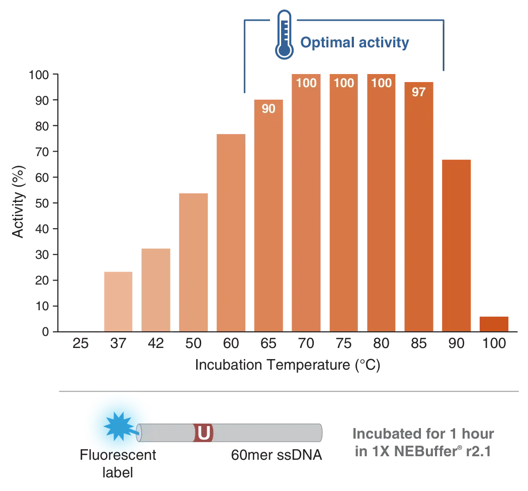 Bar graph of temperature profile and optimal activity of Thermostable Endo Q
