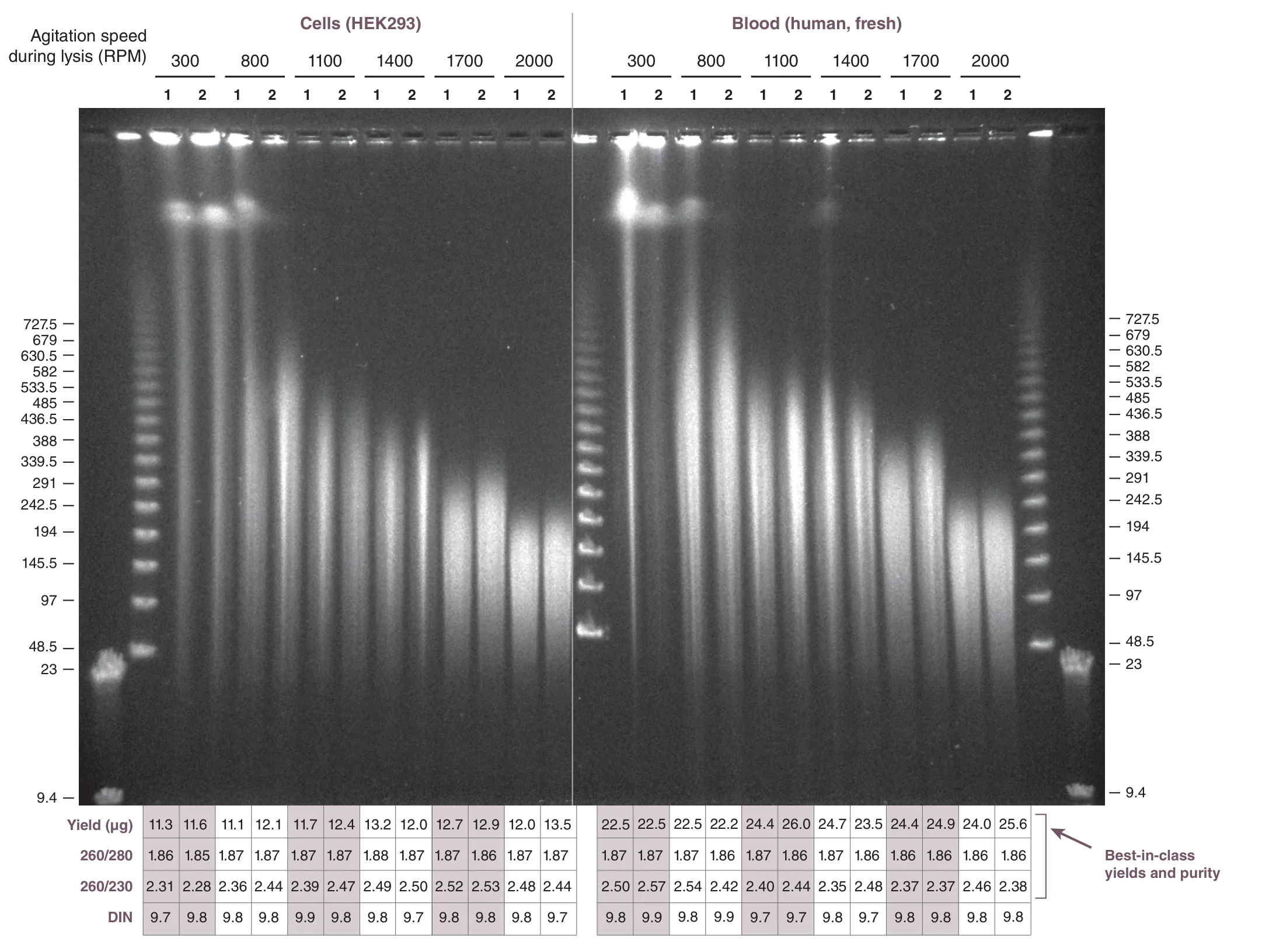 Comparison of HEK293 cells and human fresh blood using the Monarch® HMW DNA Extraction Kit for Cells & Blood