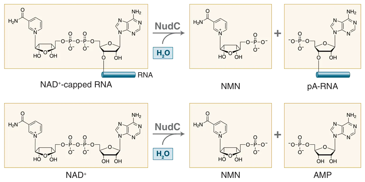 Graphic of NuDc Pyrophosphatase mechanism