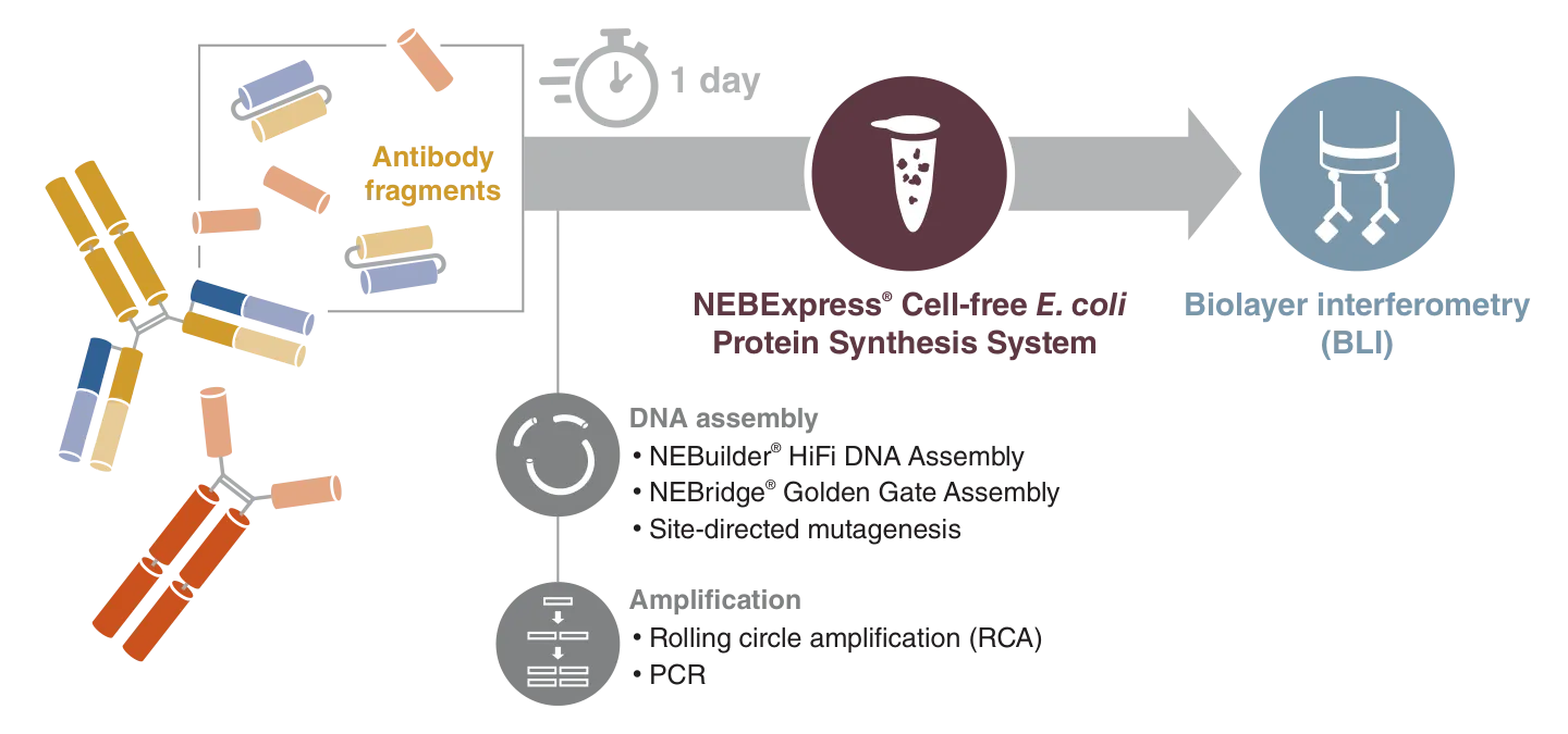 Workflow for antibody fragments with DNA assembly, amplification, NEBExpress Cell-free E. coli Protein Synthesis System, followed by biolayer interferometry – BLI