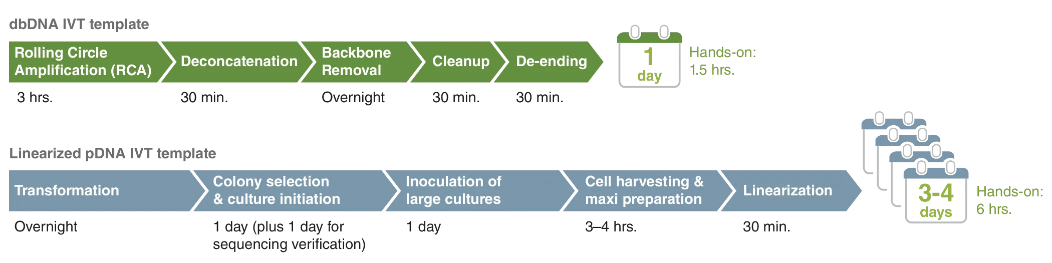 dbDNA IVT template production workflow of one day, as compared to linearized pDNA IVT template workflow of 3-4 days