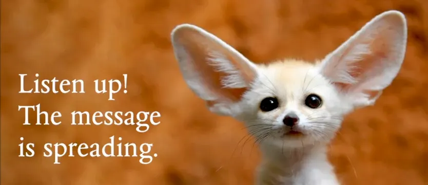 Fennec fox looking into lens with large ears - nebrna.com