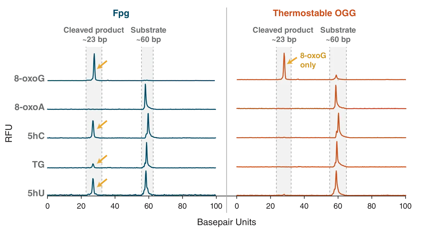 Substrate specificity for Fpg and Thermostable OGG