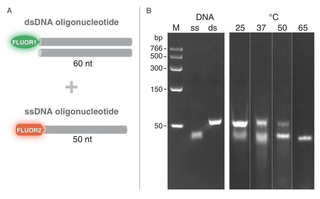 Diagram of oligonucleotide structure and gels depicting dsDNA/ssDNA mixture degradation