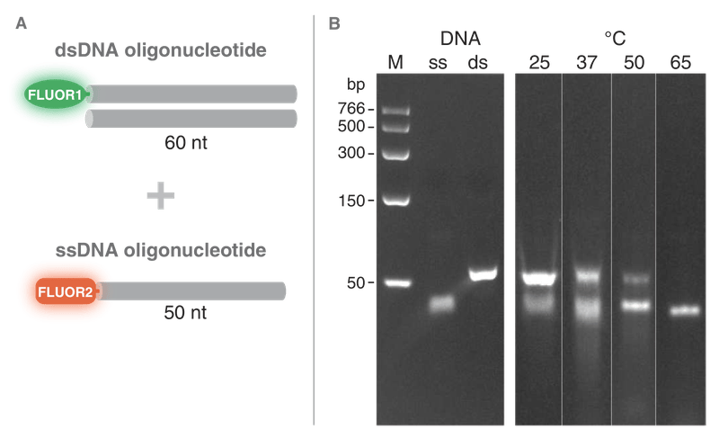 Diagram of oligonucleotide structure and gels depicting dsDNA/ssDNA mixture degradation