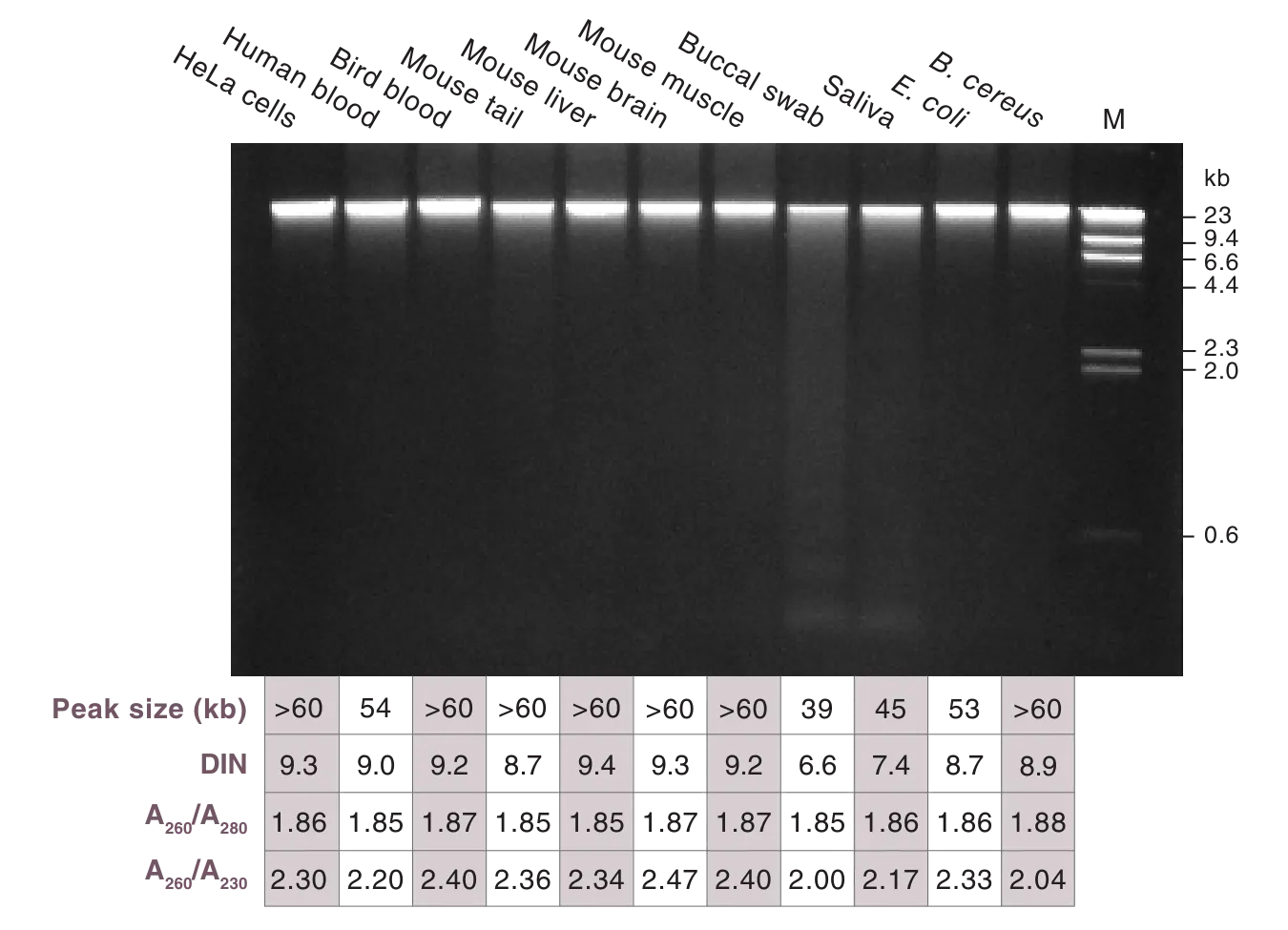 Gel showing purification of genomic DNA from a variety of sample types using the Monarch® Spin gDNA Extraction Kit