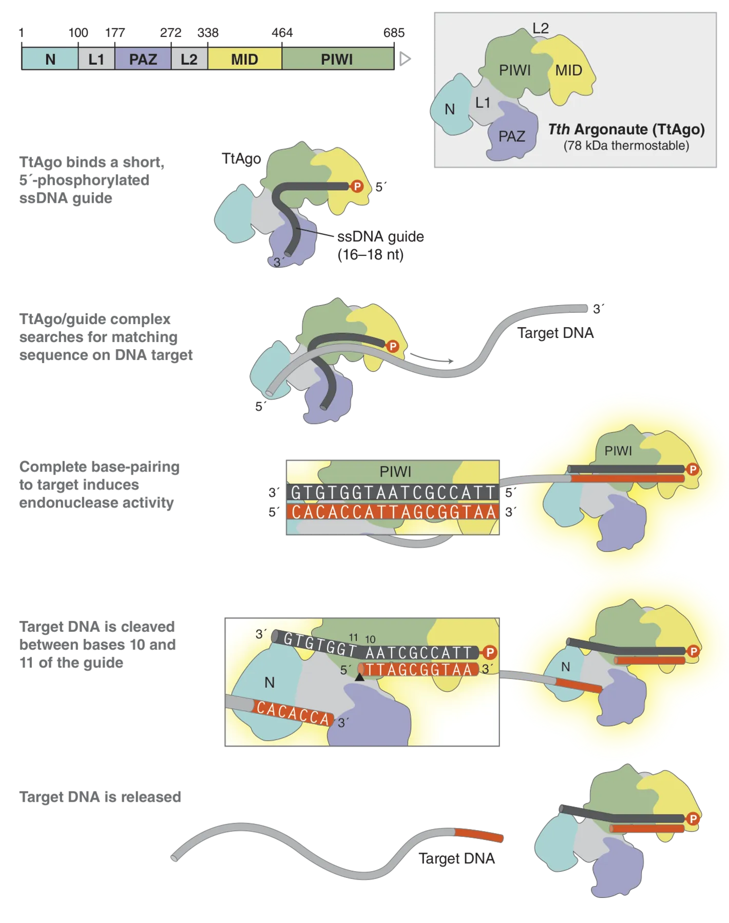 Mechanism of Tth Argonaute (TtAgo)