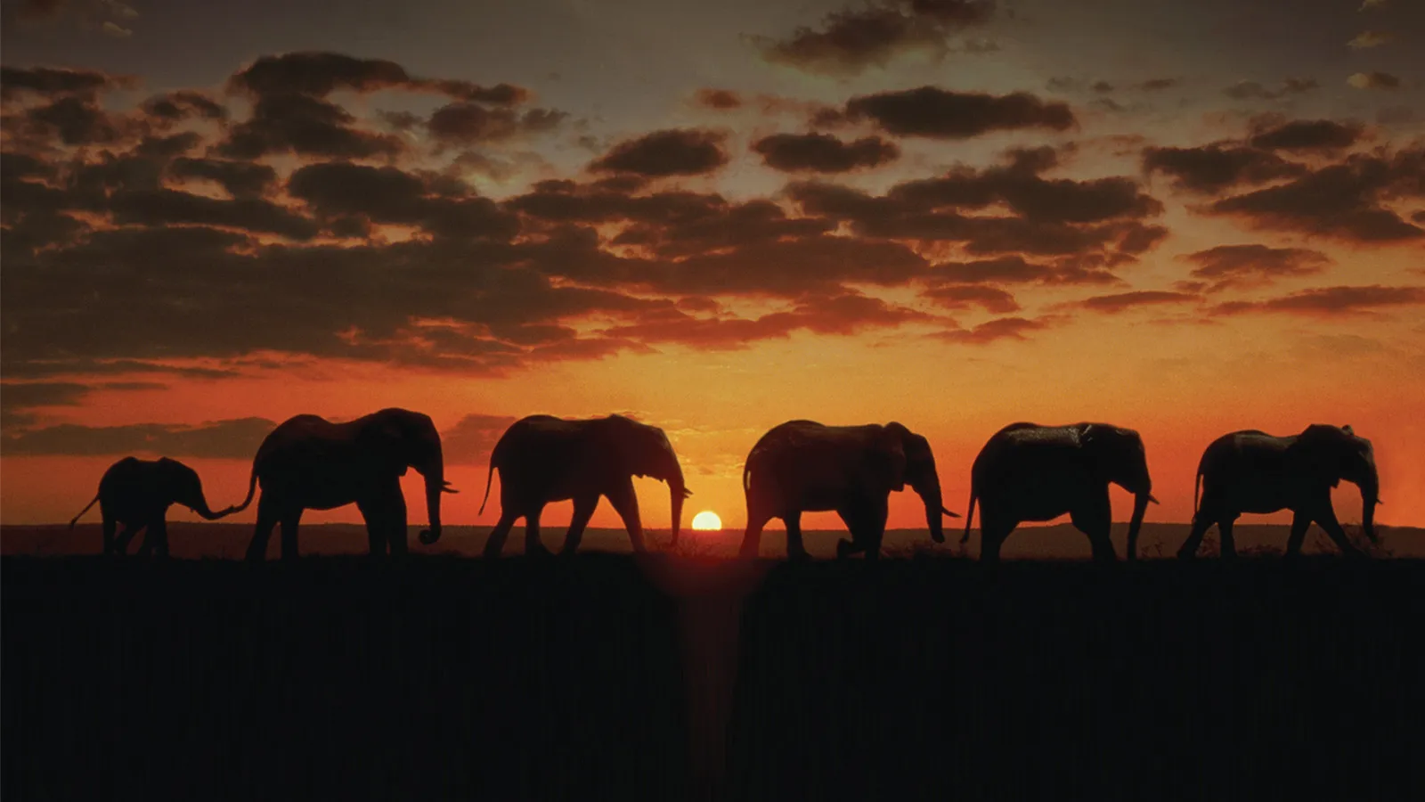 Line of elephant silhouettes at sunset