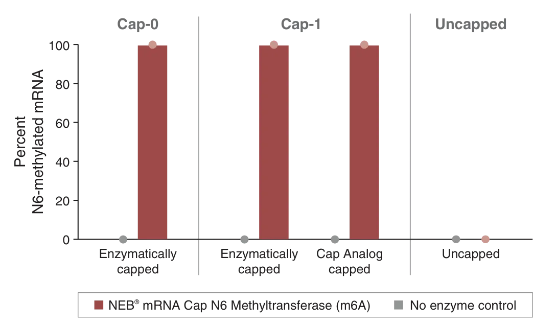 Bar graph depicting percent N6-methylated mRNA for various capped substrates, with our without m6A