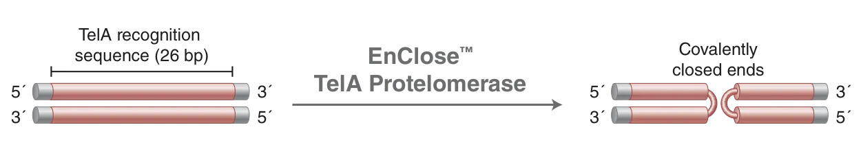 Mechanism of EnCloseTelA Protelomerase