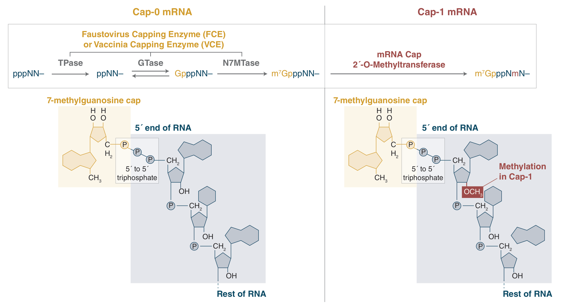 Diagram of mRNA capping, comparing Cap-0 mRNA using FCE and VCE and Cap-1 mRNA using mRNA Cap 2´-O-Methyltransferase