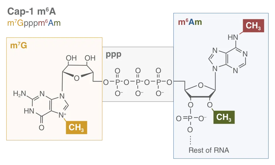 Diagram of Cap-1 m6A methylations