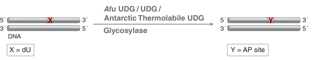 Diagram of mechanism
