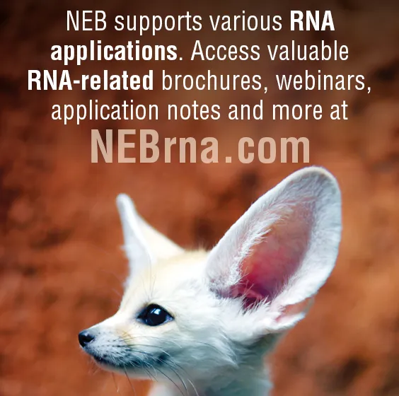 Fennec fox, the RNA mascot, looking to the left with a large ear contextual ad - NEBrna.com