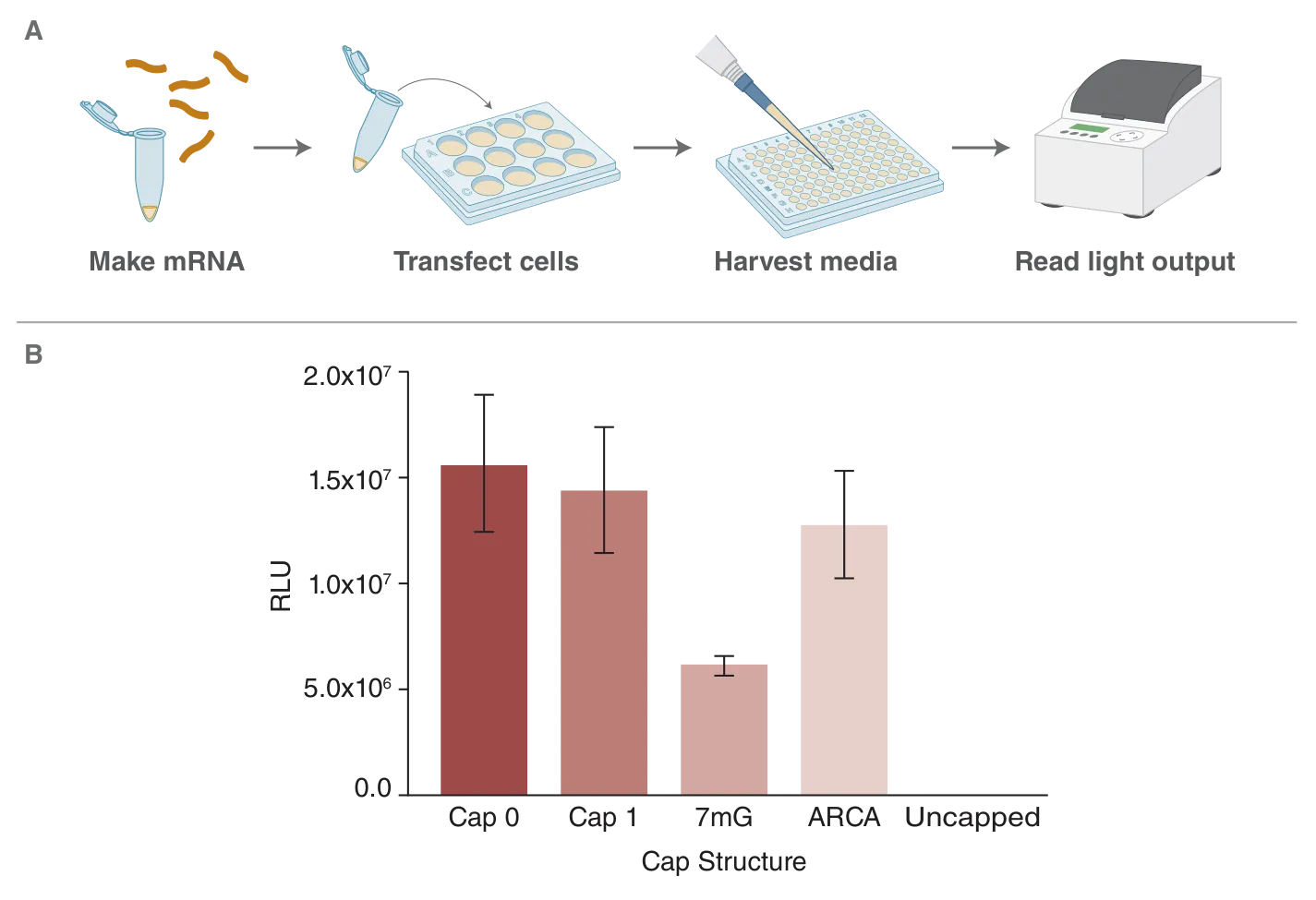 mRNA transfection workflow and bar graph of cap structure analysis