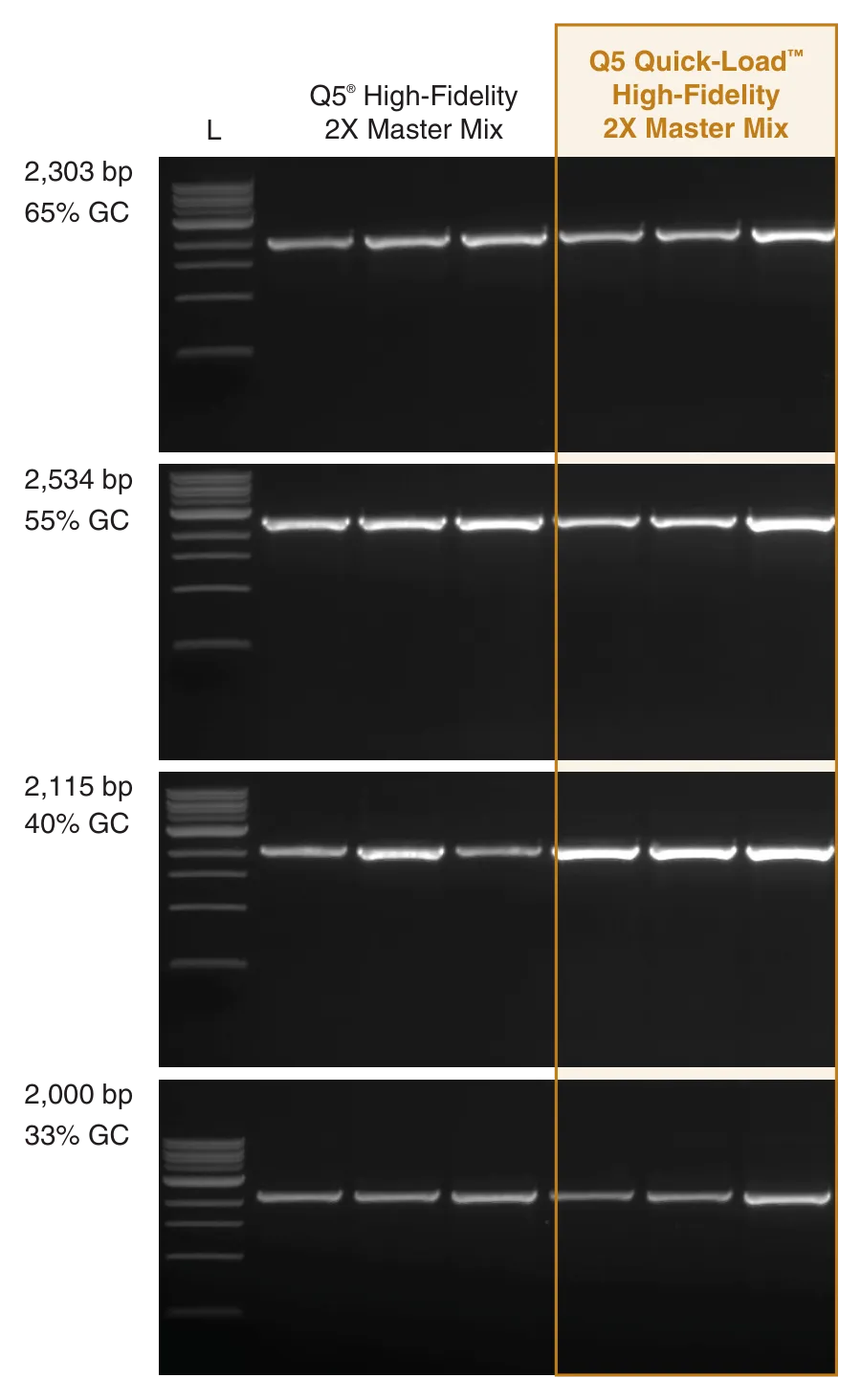 Gel depicting amplification of targets of medium lengths and different GC content with Q5 Quick-Load High-Fidelity DNA Polymerase